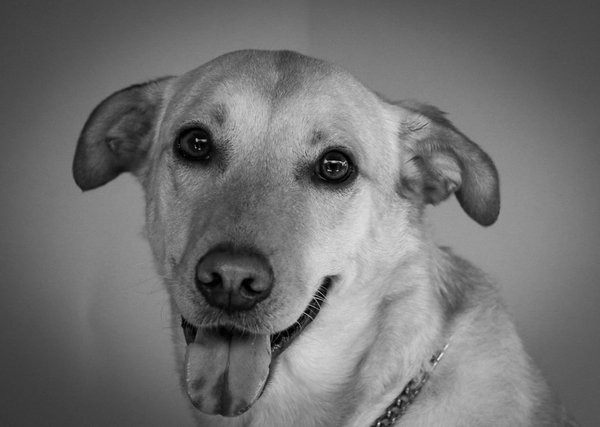 Mastering Cat Care: A Complete Guide to Monitoring Your Feline's Breathing and Spotting Respiratory Issues at Home