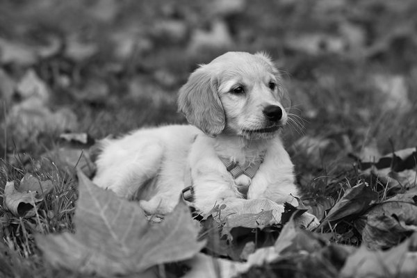 Identifying Heat Exhaustion Symptoms in Maine Coon Cats During a UK Heatwave: A Comprehensive Guide