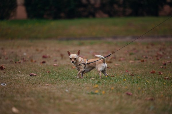 Revitalizing UK Urban Gardens: Innovative Strategies to Boost Declining Pollinator Populations