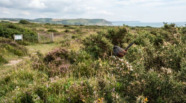 Empowering Conservation: Ways to Safeguard the Dartford Warbler"s Habitat in the UK